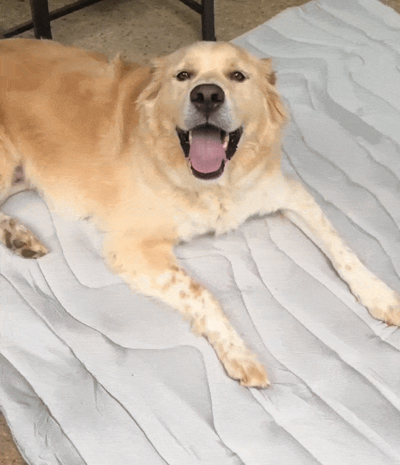 YOUR DOG DOESN'T SWEAT LIKE YOU DO—THEY RELY ON SMARTER WAYS TO STAY COOL.